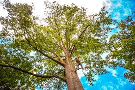 Best Tree Health Inspection  in Underwood Petersville, AL