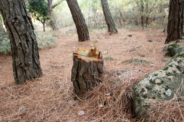 Best Tree Trimming and Pruning  in Underwood Petersville, AL