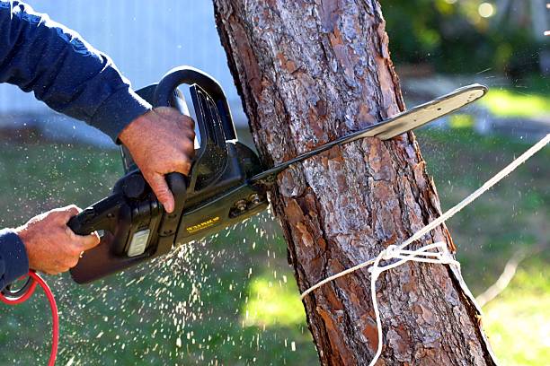 Best Utility Line Clearance  in Underwood Petersville, AL