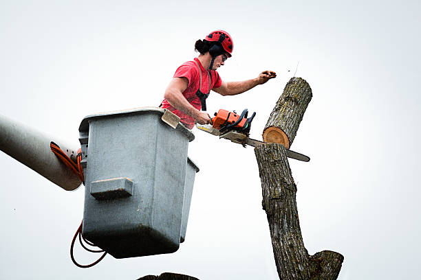 Reliable Underwood Petersville, AL Tree Services Solutions